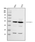 Anti-XIAP Antibody Picoband®