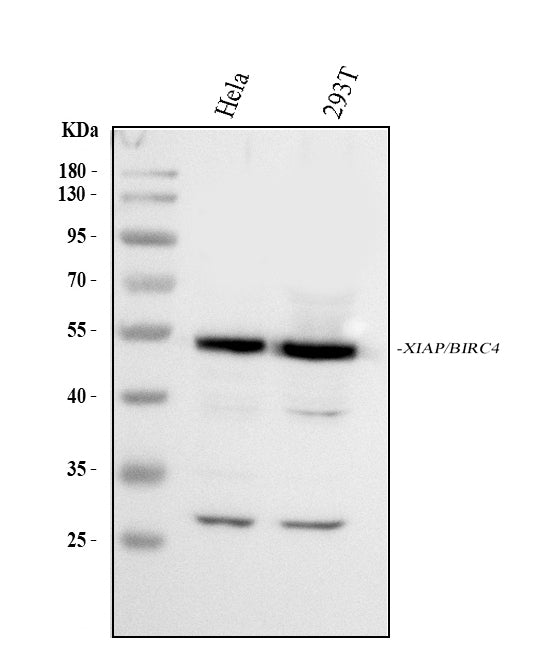 Anti-XIAP Antibody Picoband®