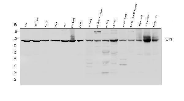 Anti-CRM1/XPO1 Antibody Picoband®