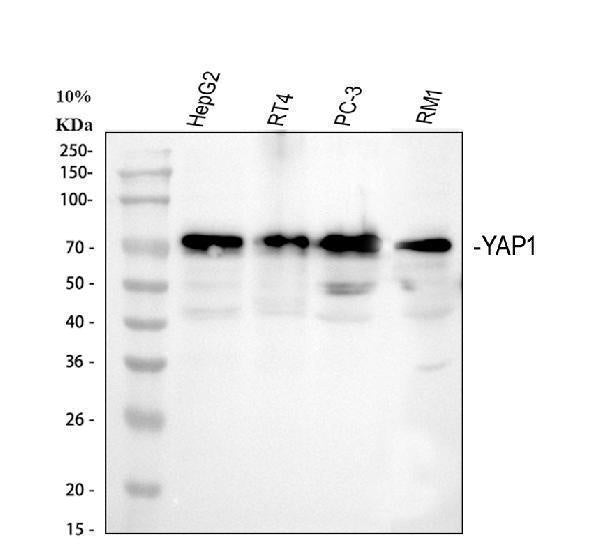 Anti-YAP1 Antibody Picoband®