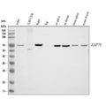 Anti-ZAP70 Antibody Picoband®