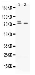 Anti-Plzf/ZBTB16 Antibody Picoband®