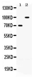 Anti-ZP1 Antibody Picoband®