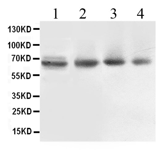 Anti-ABCB10 Antibody Picoband®