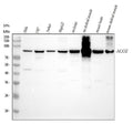 Anti-Aconitase 2/ACO2 Antibody Picoband®