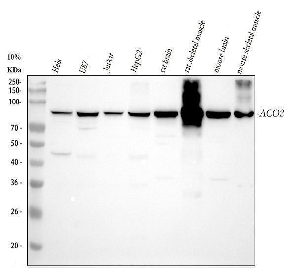 Anti-Aconitase 2/ACO2 Antibody Picoband®