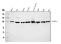 Anti-Alpha Actinin 4/ACTN4 Antibody Picoband®