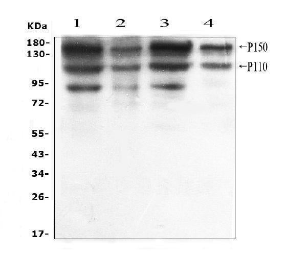 Anti-ADAR1 Antibody Picoband®