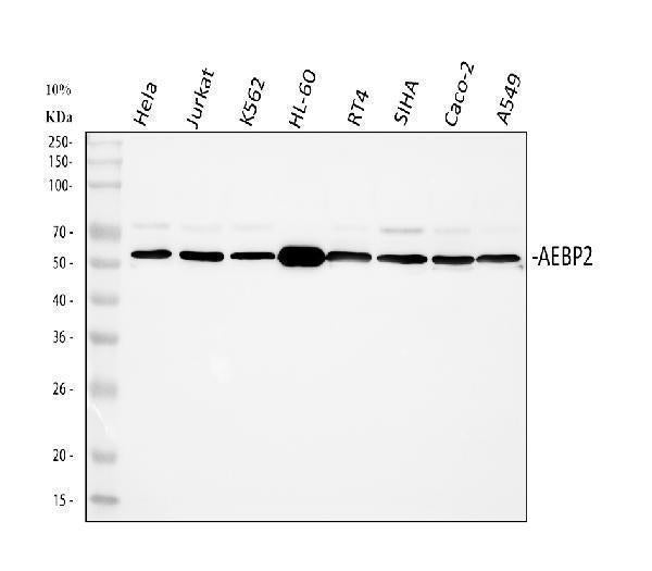 Anti-AEBP2 Antibody Picoband®