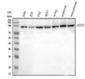 Anti-Ago2/eIF2C2 Antibody Picoband®