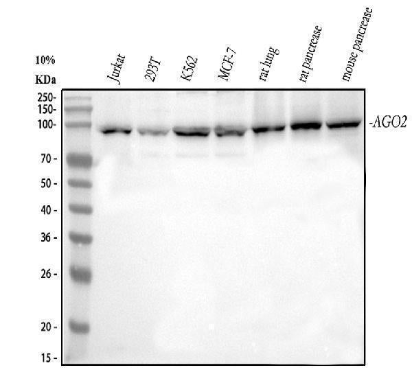 Anti-Ago2/eIF2C2 Antibody Picoband®