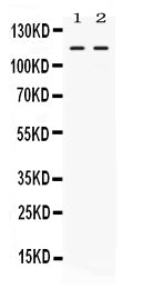 Anti-Argonaute 4/AGO4 Antibody Picoband®