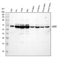 Anti-AIRE Antibody Picoband®