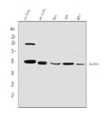Anti-ALDH3A2 Antibody Picoband®