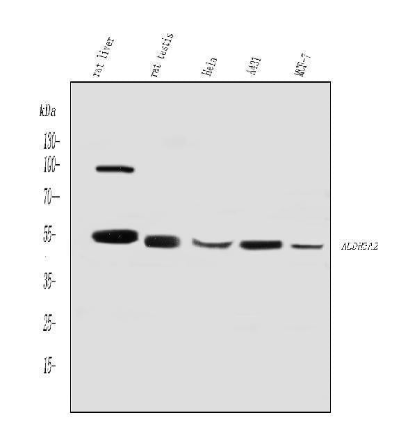 Anti-ALDH3A2 Antibody Picoband®