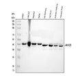 Anti-AMACR Antibody Picoband®