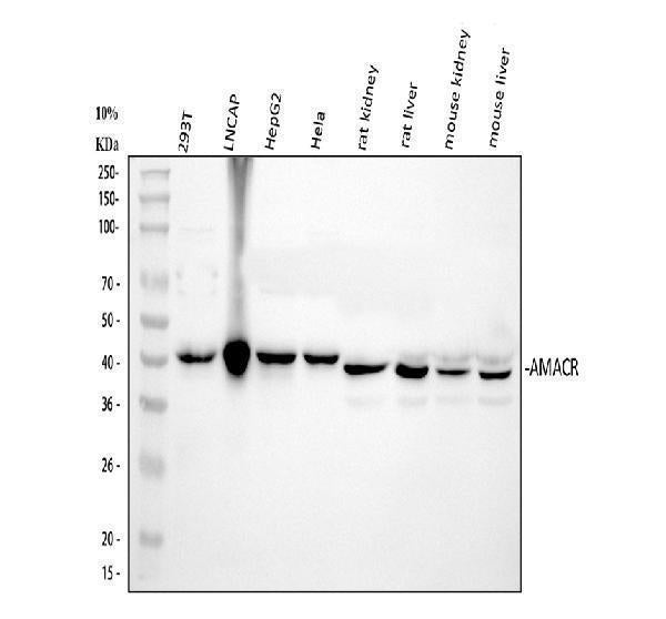 Anti-AMACR Antibody Picoband®