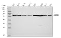 Anti-AMHR2 Antibody Picoband®