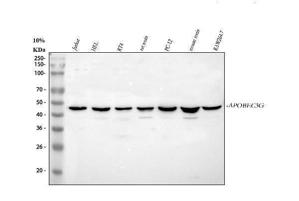 Anti-APOBEC3G Antibody Picoband®