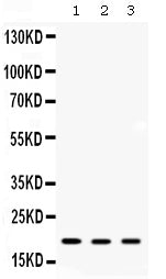 Anti-ARF6 Antibody Picoband®