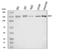 Anti-Bcr Antibody Picoband®
