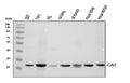 Anti-Carbonic Anhydrase II/CA2 Antibody Picoband®