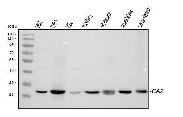 Anti-Carbonic Anhydrase II/CA2 Antibody Picoband®