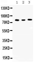 Anti-Cyclin T1/CCNT1 Antibody Picoband®