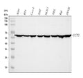 Anti-TCP1 beta/CCT2 Antibody Picoband®