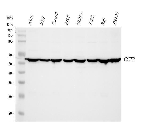 Anti-TCP1 beta/CCT2 Antibody Picoband®