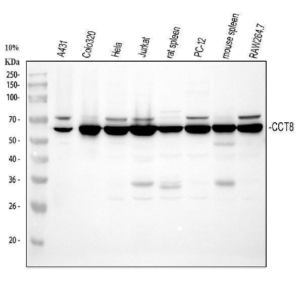 Anti-TCP1 theta/CCT8 Antibody Picoband®