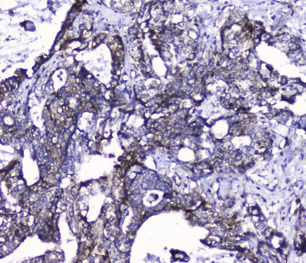 Anti-Cdk6 Antibody Picoband®