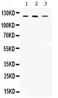 Anti-CIITA Antibody Picoband®