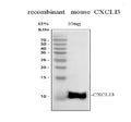 Anti-BCA1/CXCL13 Antibody Picoband®