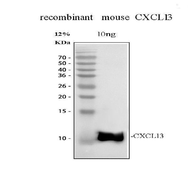 Anti-BCA1/CXCL13 Antibody Picoband®