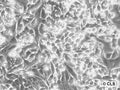 PCC4-aza1 cell