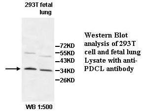 Anti-PDCL Antibody – Figure 1 of 1