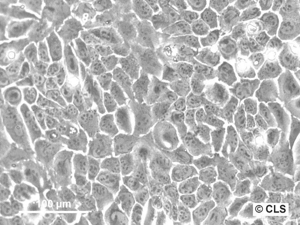 PDV cell