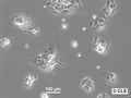 PECA cell