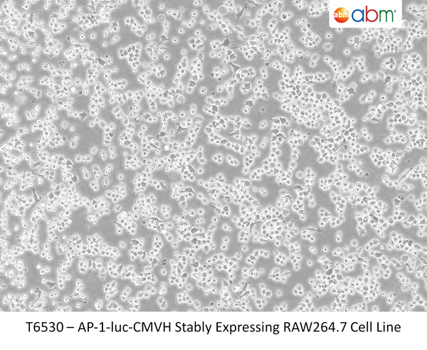 AP‐1‐luc‐CMVH Stably Expressing RAW264.7 Cell Line | Applied Biological Materials (abm)