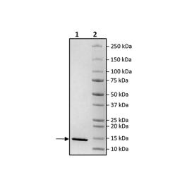 FKBP12, His-tag Recombinant – Figure 1 of 1