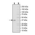 NEK6, His-tag Recombinant – Figure 1 of 1