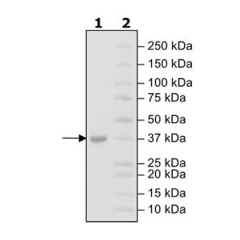 NEK6, His-tag Recombinant – Figure 1 of 1