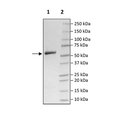 Anti-CD19-Anti-CD3 Bispecific Molecule – Figure 1 of 2