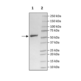 Anti-CD19-Anti-CD3 Bispecific Molecule – Figure 1 of 2