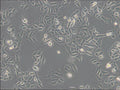 PIEC cell