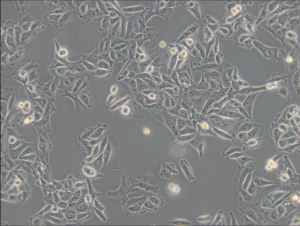 PIEC cell