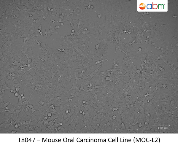 Mouse Oral Carcinoma Cell Line (MOC-L2) | Applied Biological Materials (abm)