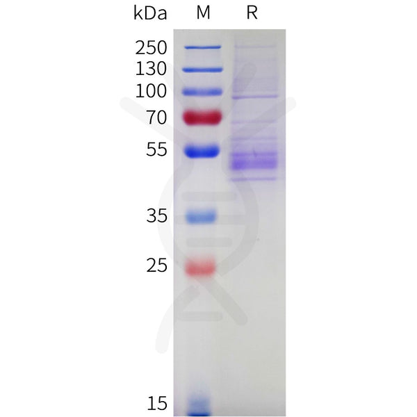 Cynomolgus NKG2A Protein, hFc Tag – Figure 1 of 1
