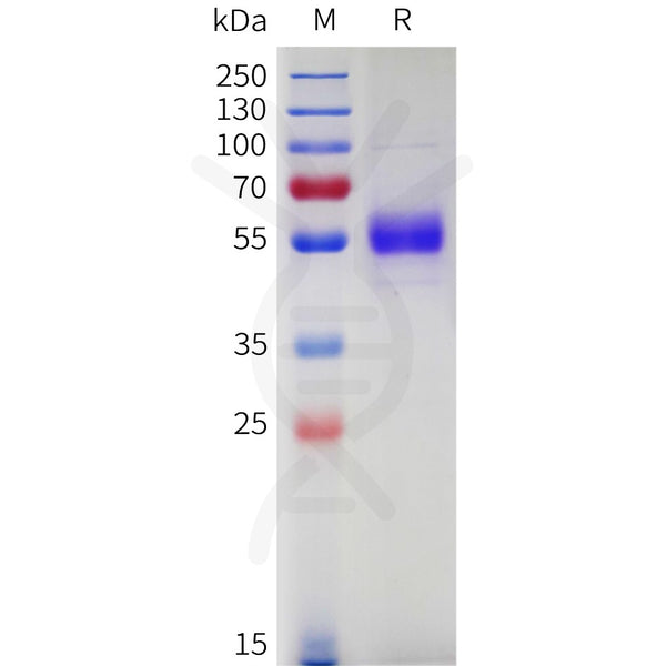 Cynomolgus CD94 Protein, hFc Tag – Figure 1 of 1